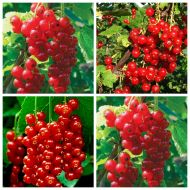 Комплект из 4-х красных смородин разных сортов